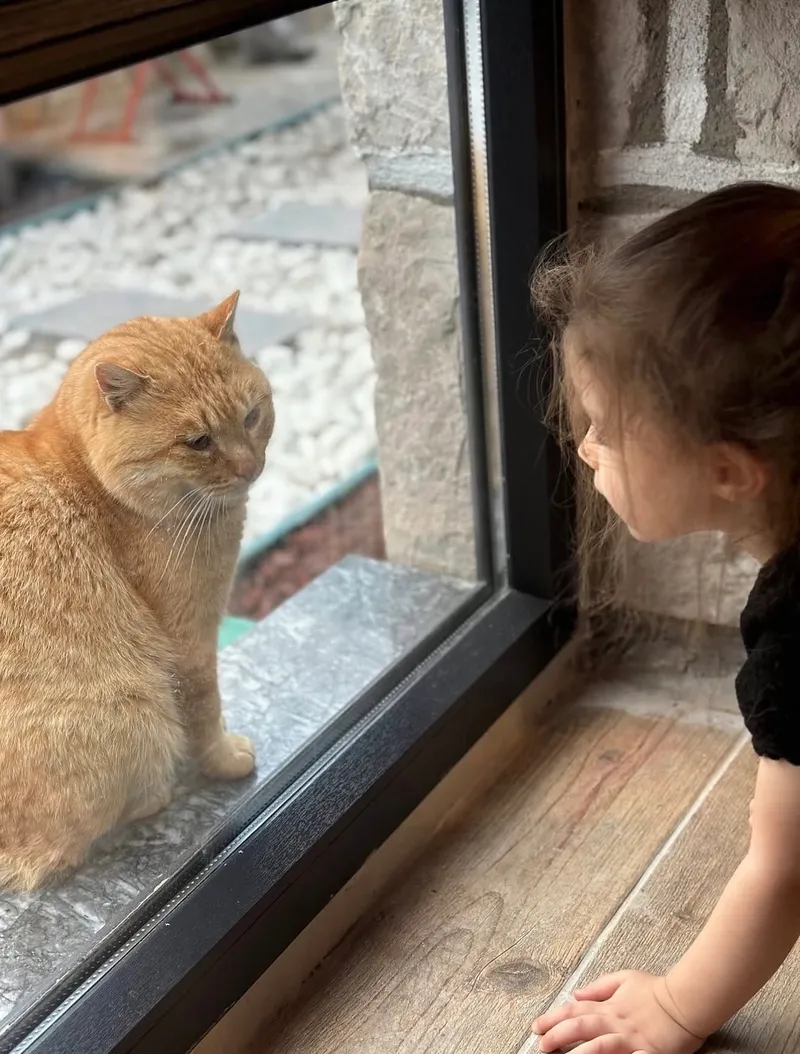 Bahçedeki kedi